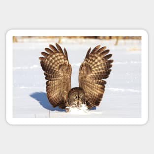 Caught - Great Grey Owl Sticker